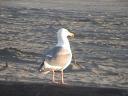 Sea gull at Ocean Shores, WA